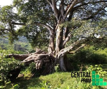 TERRENO EN VENTA - Ferrerías de Providencia, Jalisco.
